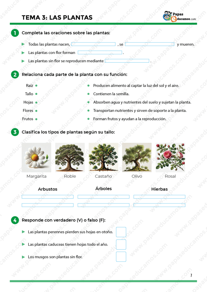 Actividades para completar oraciones sobre el ciclo vital de las plantas, relacionar partes con funciones, clasificar según el tallo (árbol, arbusto, hierba) y responder verdadero o falso sobre plantas perennes, caducas y musgos.