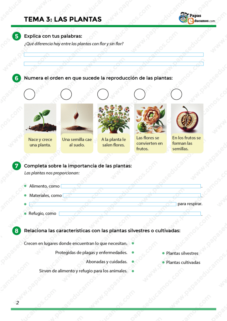 Ejercicios para explicar diferencias entre plantas con y sin flor, ordenar visualmente las etapas de la reproducción vegetal y completar frases sobre los beneficios que aportan las plantas. Incluye clasificación entre plantas silvestres y cultivadas.