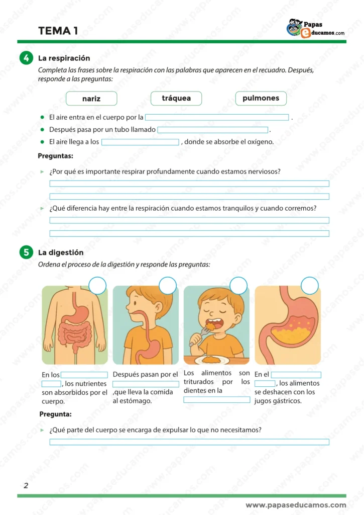 Ejercicios centrados en el proceso de la respiración y la digestión, con ilustraciones para ordenar el recorrido del aire y los alimentos en el cuerpo humano.