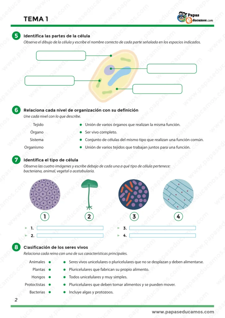 Hoja de ejercicios de Conocimiento del Medio, quinto de primaria. Incluye actividades para identificar las partes de la célula en un dibujo, relacionar niveles de organización con su definición, reconocer tipos de células (bacteriana, animal, vegetal y acetabularia) y clasificar a los seres vivos en los cinco reinos. Forma parte del Tema 1 “Una gran variedad de Seres Vivos”.