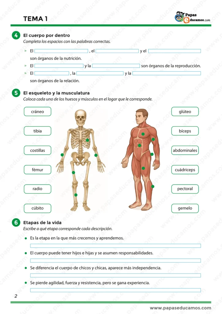 ejercicios_tema_01_cono_3_primaria_02 Hoja de ejercicios de Conocimiento del Medio para tercero de primaria. Incluye actividades sobre el cuerpo por dentro (órganos de la nutrición, relación y reproducción), el esqueleto y la musculatura (huesos y músculos principales) y las etapas de la vida (infancia, adolescencia, juventud, madurez y vejez).