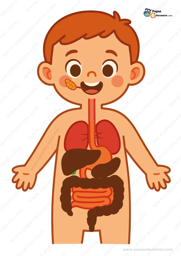 Imagen del cuerpo humano infantil con los órganos del sistema digestivo representados: esófago, estómago, hígado, páncreas e intestinos.