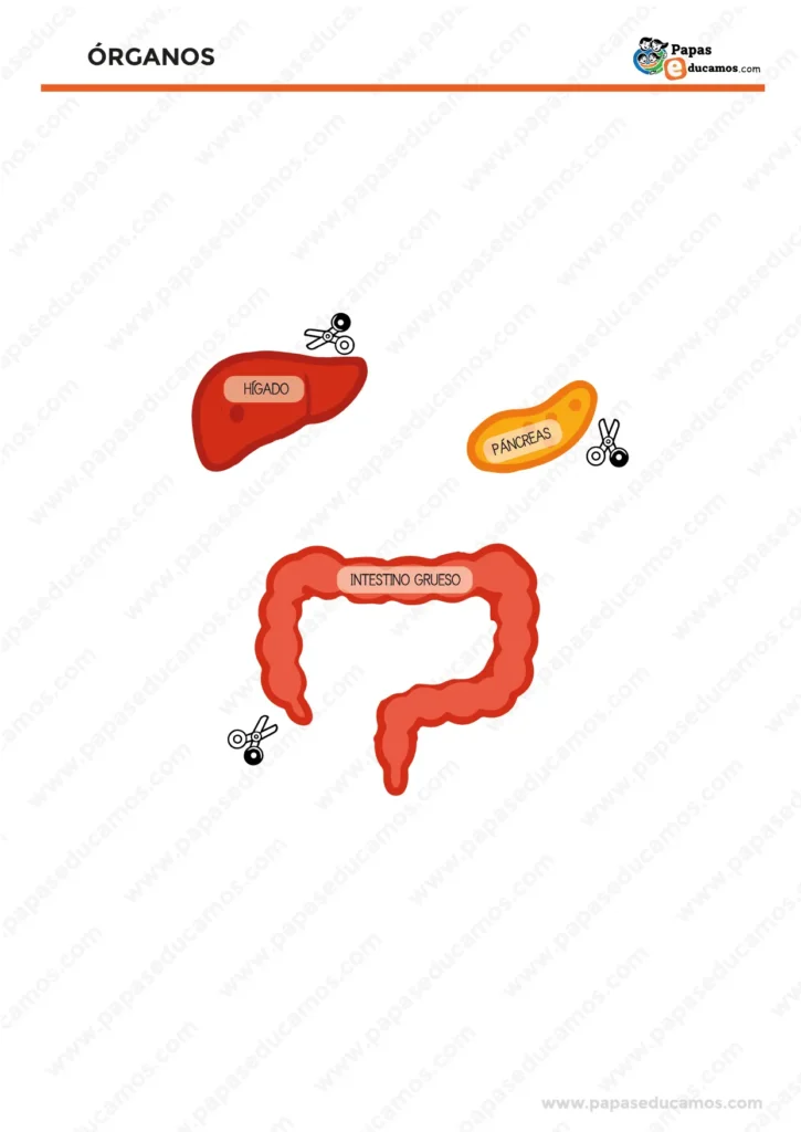 Ficha recortable con ilustraciones del hígado, el páncreas y el intestino grueso para montar el sistema digestivo.