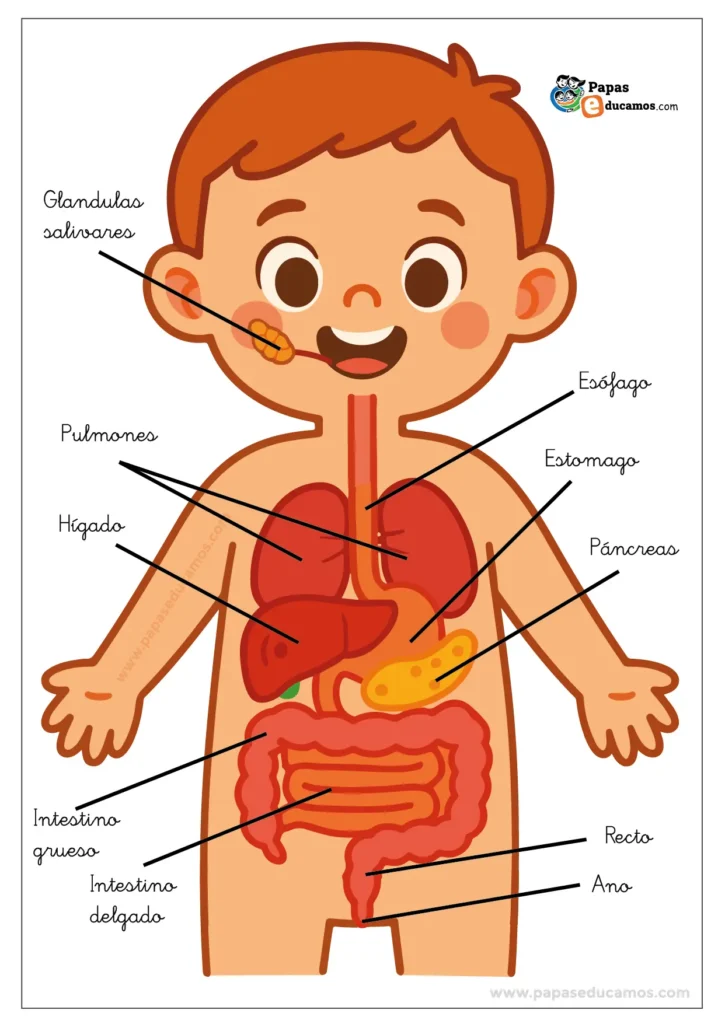 Imagen del cuerpo humano infantil con los órganos del sistema digestivo representados: esófago, estómago, hígado, páncreas e intestinos.