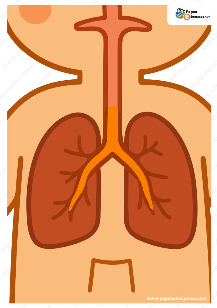 Ilustración del sistema respiratorio infantil para manualidad educativa con pulmones y tráquea.