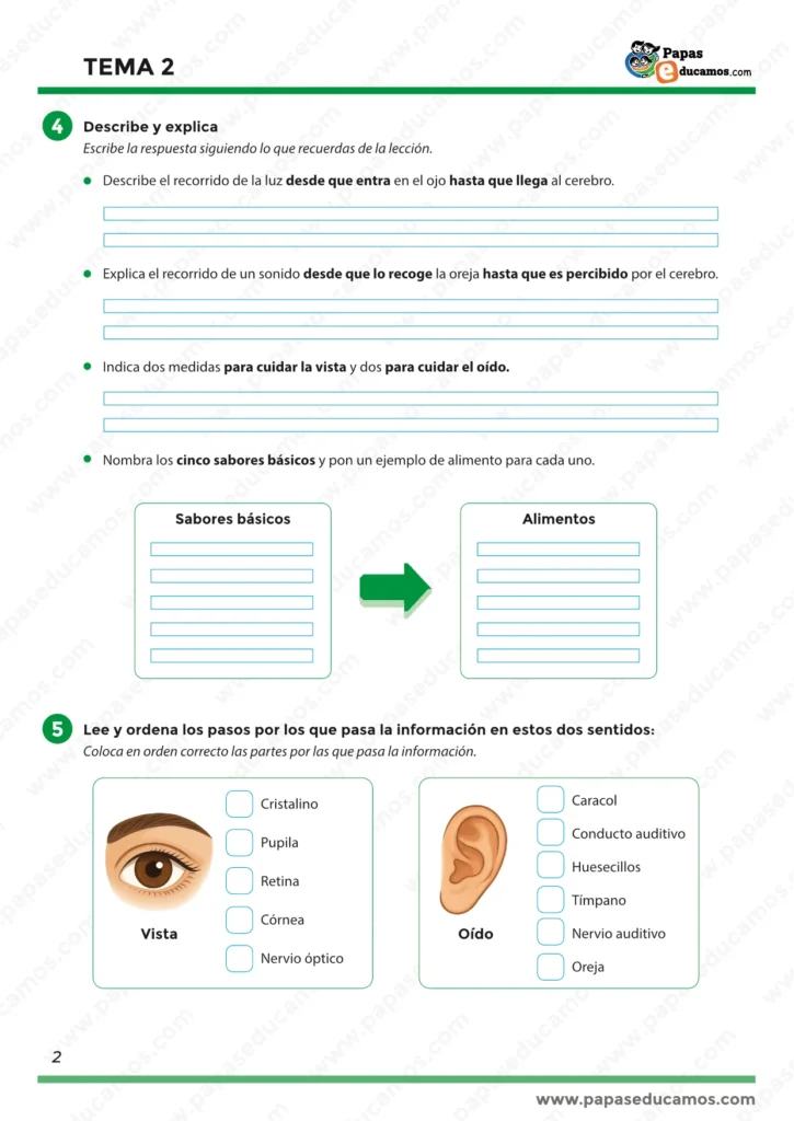 Ficha sobre los órganos de los sentidos: vista y oído, recorrido de la luz y del sonido, sabores básicos y hábitos para cuidar los sentidos.