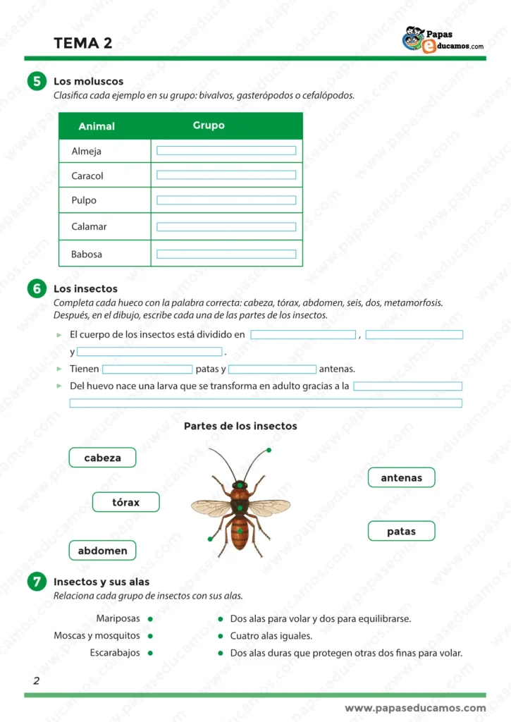 ejercicios_tema_02_cono_3_primaria_02 Ficha de moluscos (bivalvos, gasterópodos, cefalópodos) e insectos: partes del cuerpo, número de patas y antenas, y metamorfosis. 3º Primaria.