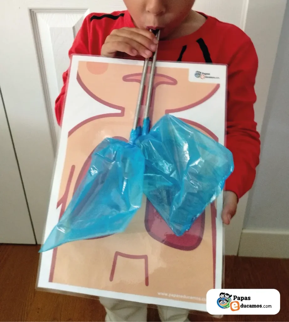 Experimento casero del sistema respiratorio para niños, mostrando los pulmones hechos con bolsas que se desinflan al soplar.