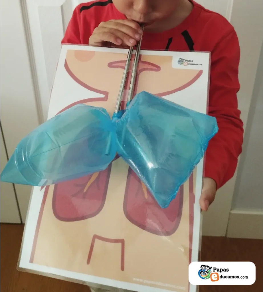 Niño realizando manualidad del sistema respiratorio, soplando por pajitas y observando cómo se inflan los pulmones de bolsas de plástico.