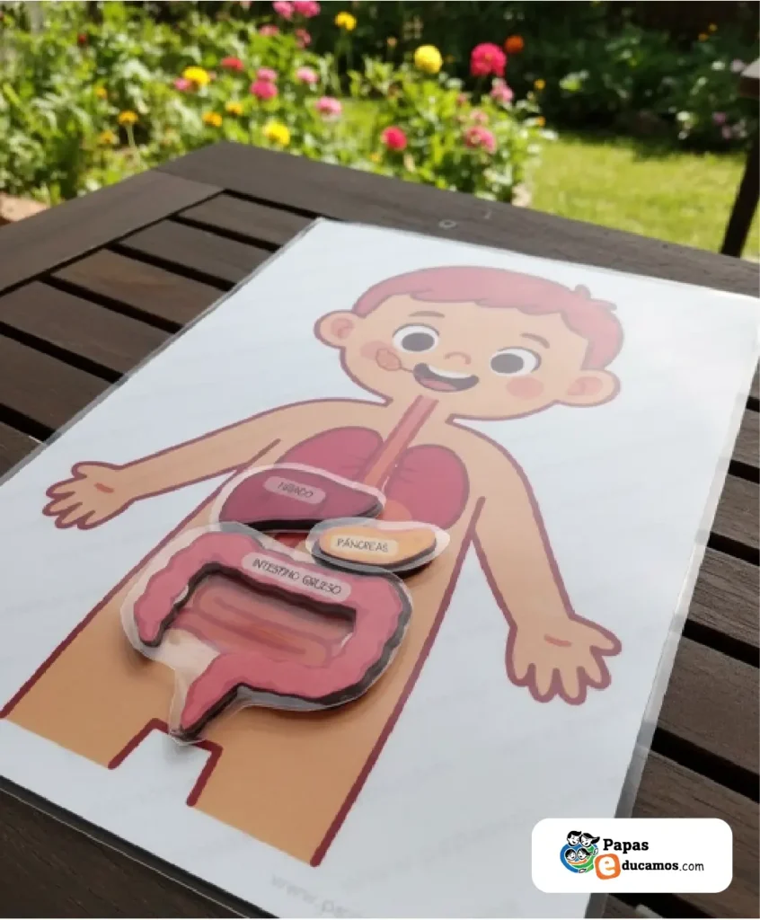 Experimento del sistema digestivo con una manguera transparente y botella, mostrando el recorrido del alimento desde la boca hasta el intestino.