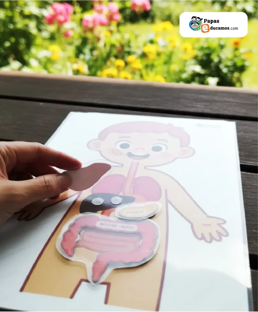 Mano colocando una pieza recortada del sistema digestivo (como el hígado o el páncreas) sobre la figura del cuerpo humano durante la actividad didáctica.