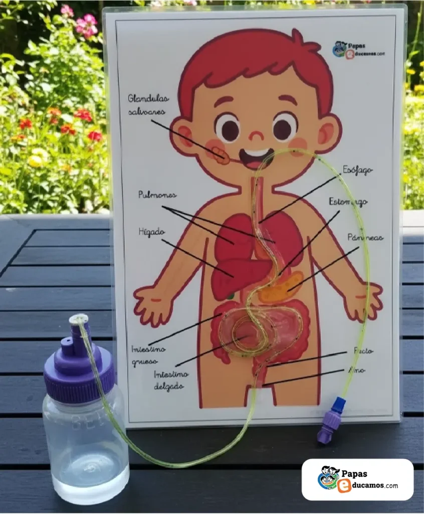 Experimento del sistema digestivo con una manguera transparente y botella, mostrando el recorrido del alimento desde la boca hasta el intestino.