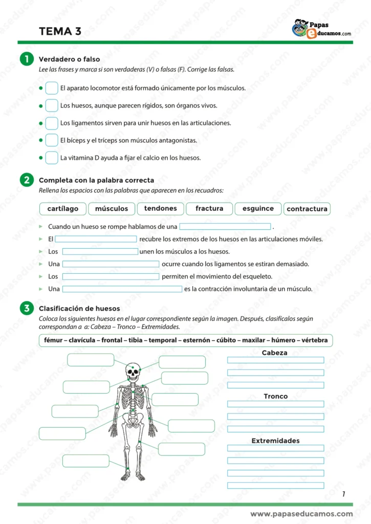 Página 1 del Tema 3 de Conocimiento del Medio para 5º de Primaria. Ejercicios de verdadero o falso y actividades para completar sobre el aparato locomotor, los huesos, músculos, tendones, cartílagos y tipos de lesiones como fracturas o esguinces.