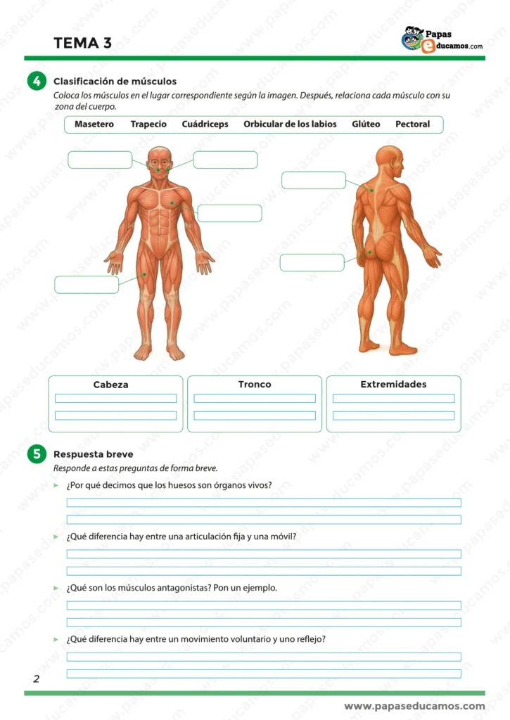 Página 2 de las fichas del Tema 3 de Conocimiento del Medio para 5º de Primaria. Actividades de clasificación de huesos y músculos del cuerpo humano, identificación de articulaciones y preguntas sobre movimientos voluntarios y reflejos.