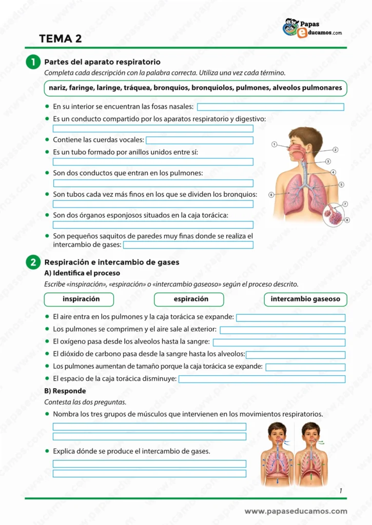 ejercicios_cono_tema_02_6_primaria_01 Ejercicios sobre el aparato respiratorio para 6º de Primaria con actividades de las partes del sistema respiratorio, respiración e intercambio de gases.