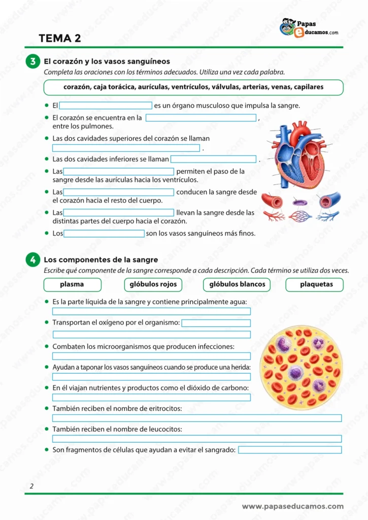 ejercicios_cono_tema_02_6_primaria_02 Fichas del aparato circulatorio para 6º de Primaria con ejercicios sobre el corazón, los vasos sanguíneos, la sangre y la circulación pulmonar y general.