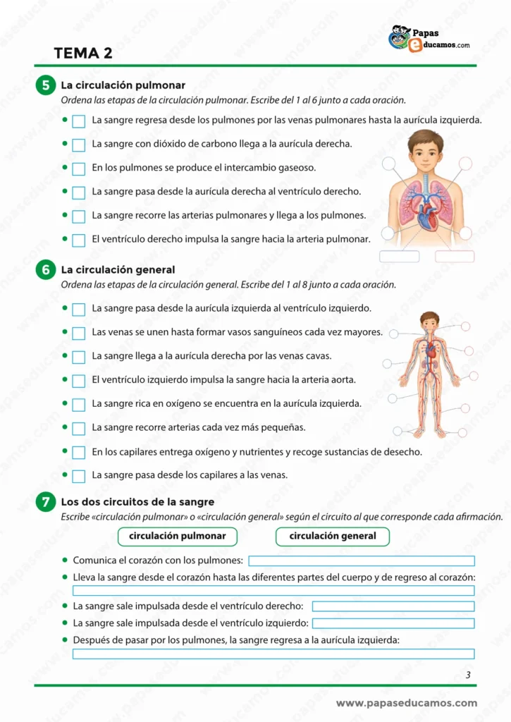 ejercicios_cono_tema_02_6_primaria_03 Ejercicios sobre la circulación pulmonar, circulación general y el aparato urinario para 6º de Primaria con actividades de repaso.