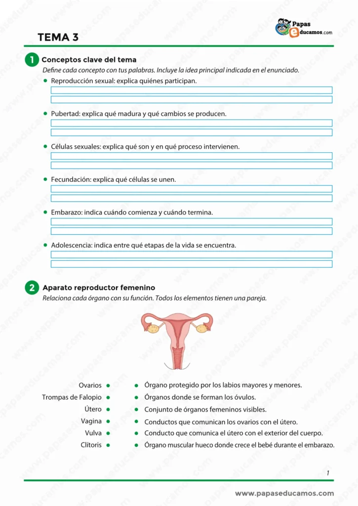 ejercicios_cono_tema_03_6_primaria_01 Ejercicios sobre conceptos básicos de la reproducción humana y el aparato reproductor femenino para 6º de Primaria.
