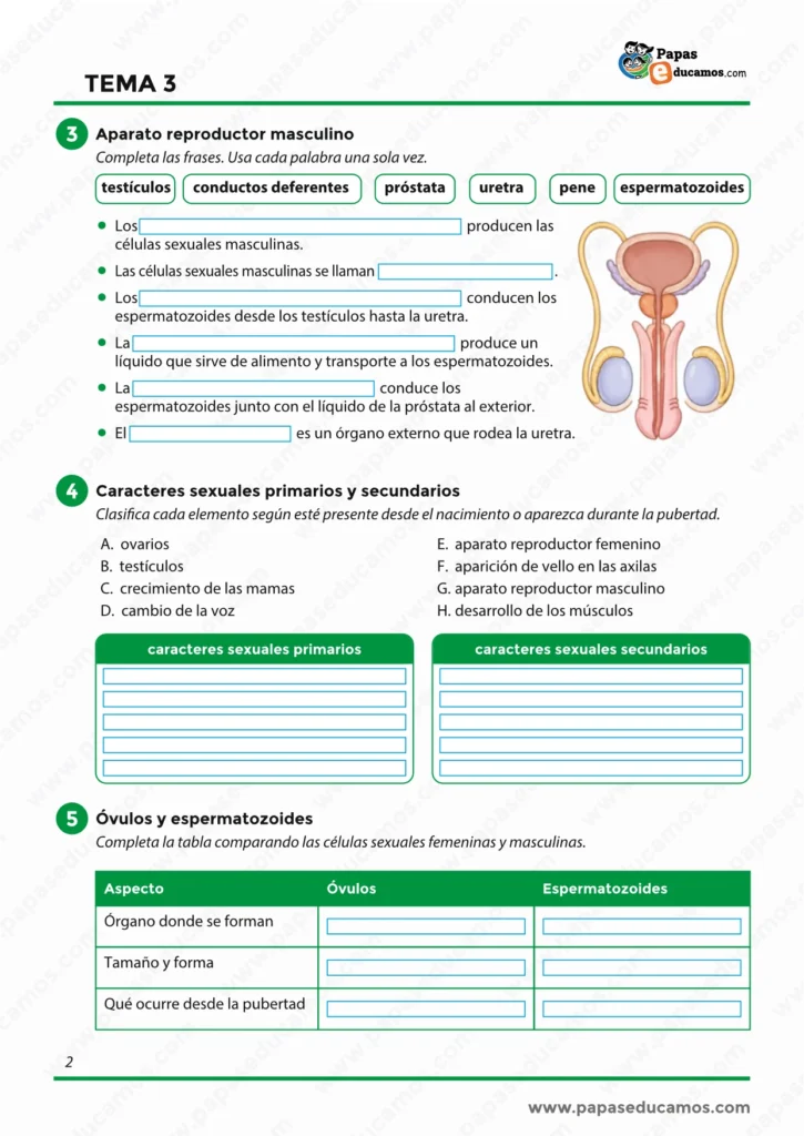 ejercicios_cono_tema_03_6_primaria_02 Actividades del aparato reproductor masculino, caracteres sexuales y comparación entre óvulos y espermatozoides para 6º de Primaria.