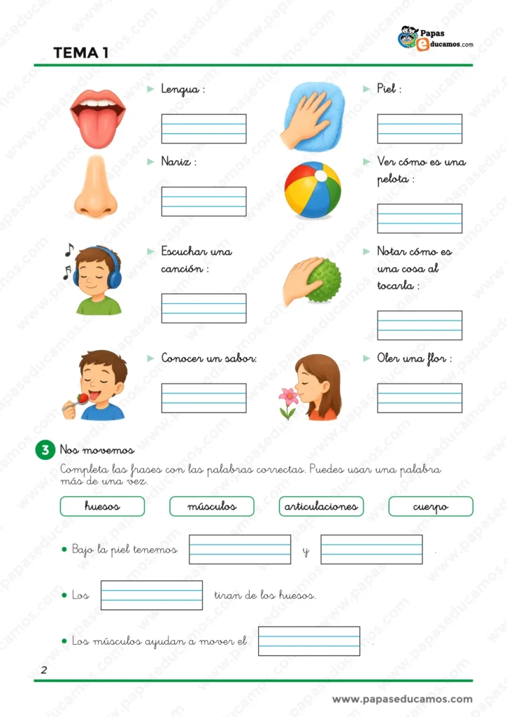 Ejercicios de Conocimiento del Medio de 1.º de Primaria para relacionar vista, oído, gusto, tacto y olfato con diferentes acciones y comenzar a trabajar huesos, músculos y articulaciones.